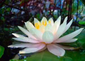 A white water lily floating on top of a pond.