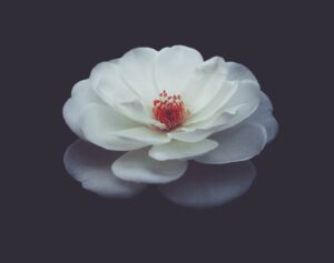 A white flower with red center on black background.