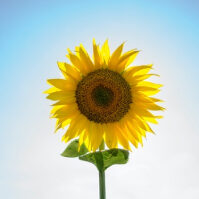 A sunflower with the sky in the background